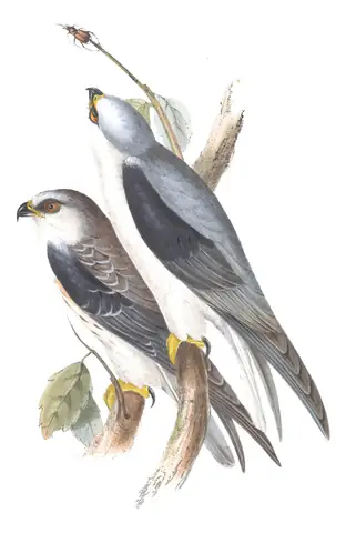 Plate 31 of Gould's The Birds of Europe: Black-winged Kite (Elanus caeruleus)