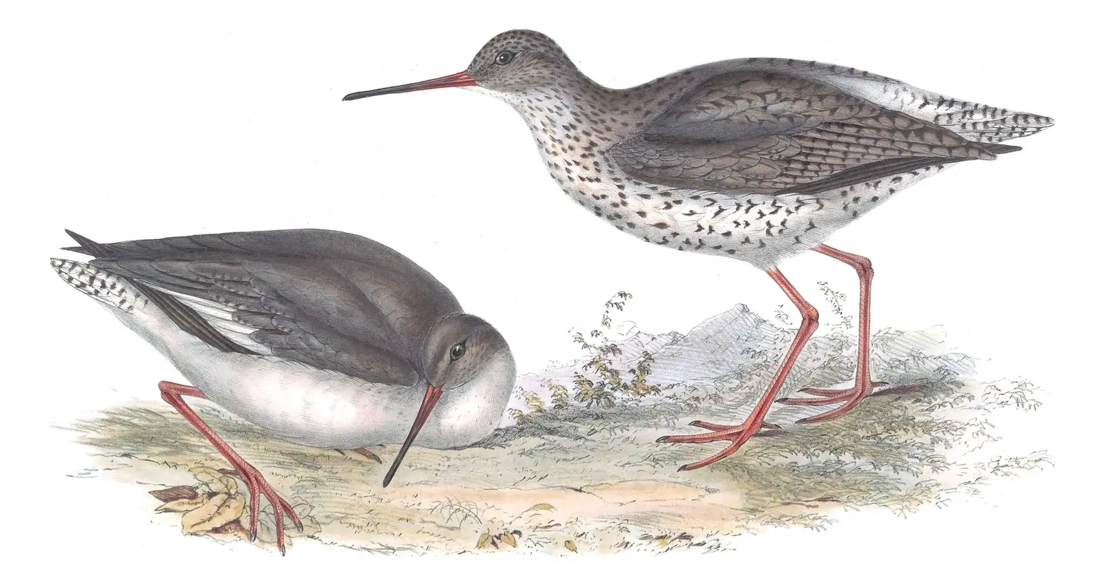 Plate 310 of Gould's The Birds of Europe: Common Redshank (Tringa totanus)
