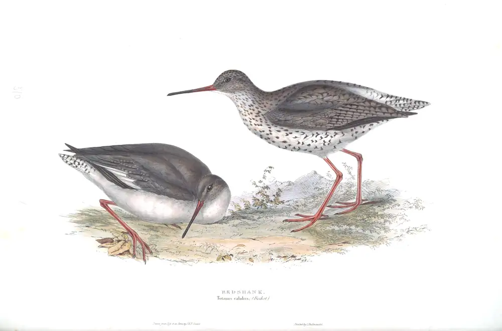 The whole sheet of plate 310, with its engraved caption