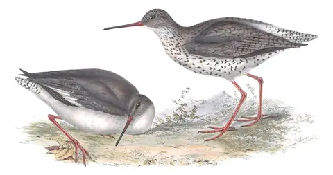 Plate 310 of Gould's The Birds of Europe: Common Redshank (Tringa totanus)