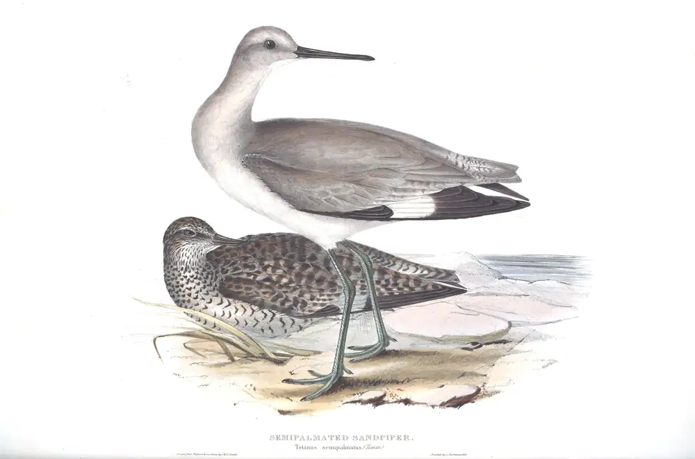 The whole sheet of plate 311, with its engraved caption