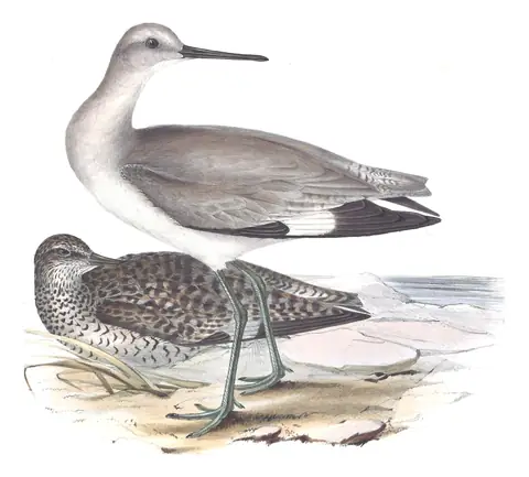 Plate 311 of Gould's The Birds of Europe: Willet (Tringa semipalmata)