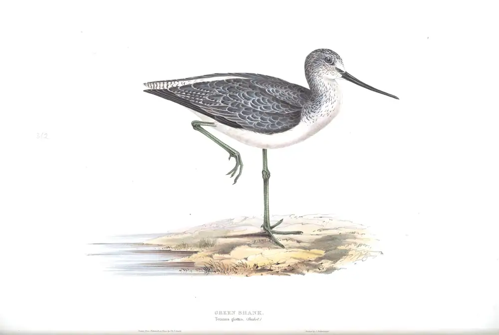 The whole sheet of plate 312, with its engraved caption