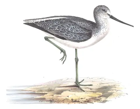Plate 312 of Gould's The Birds of Europe: Common Greenshank (Tringa nebularia)