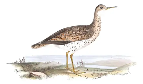 Plate 313 of Gould's The Birds of Europe: Upland Sandpiper (Bartramia longicauda)