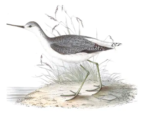 Plate 314 of Gould's The Birds of Europe: Marsh Sandpiper (Tringa stagnatilis)