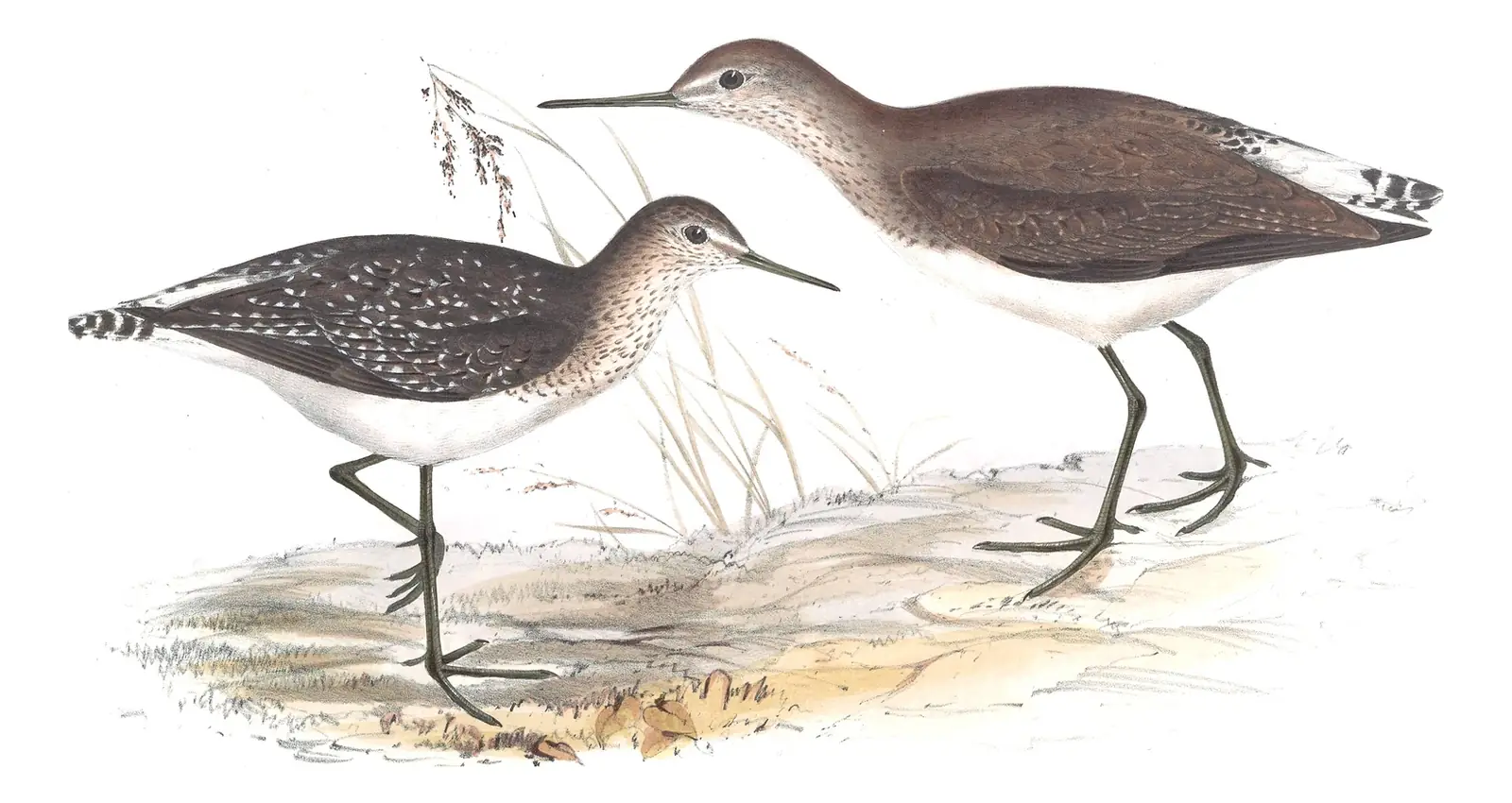 Plate 315 of Gould's The Birds of Europe: Green Sandpiper (Tringa ochropus) and Wood Sandpiper (Tringa glareola)