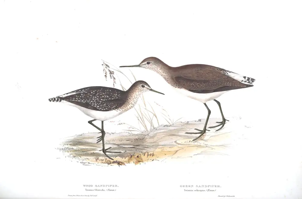 The whole sheet of plate 315, with its engraved caption