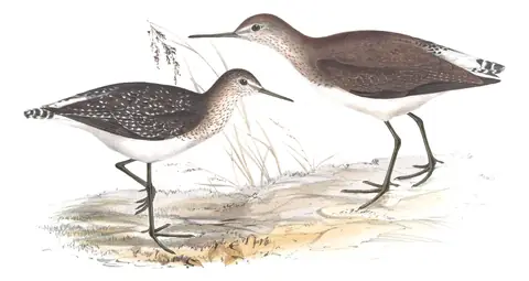 Plate 315 of Gould's The Birds of Europe: Green Sandpiper (Tringa ochropus) and Wood Sandpiper (Tringa glareola)