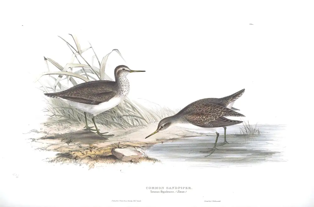 The whole sheet of plate 316, with its engraved caption