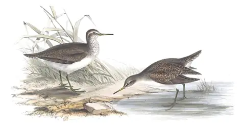 Plate 316 of Gould's The Birds of Europe: Common Sandpiper (Actitis hypoleucos)