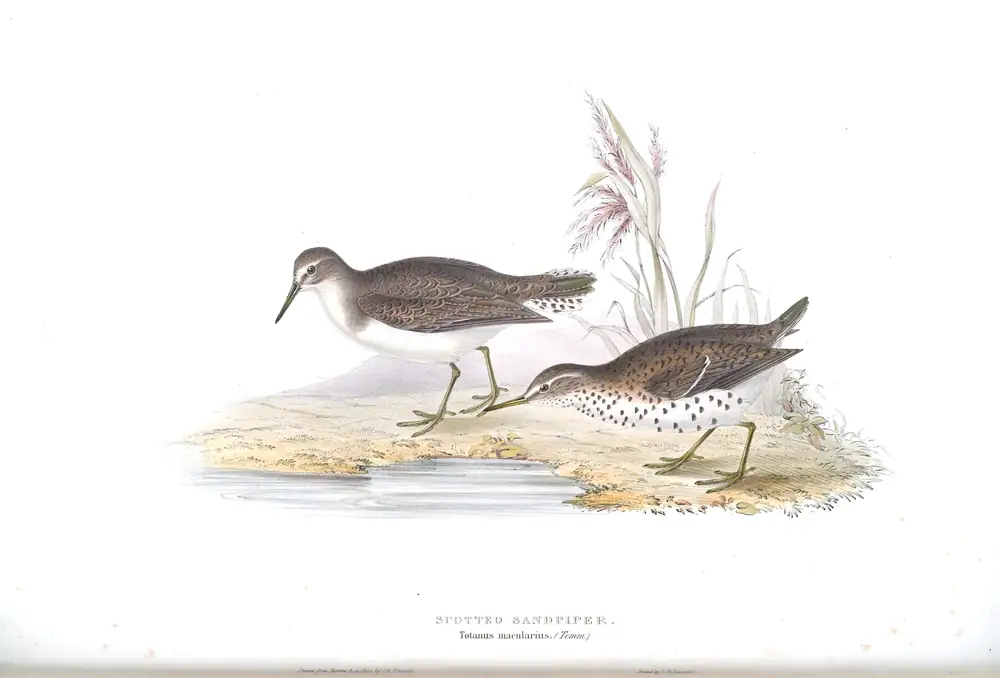 The whole sheet of plate 317, with its engraved caption
