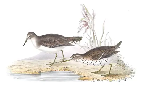 Plate 317 of Gould's The Birds of Europe: Spotted Sandpiper (Actitis macularius)