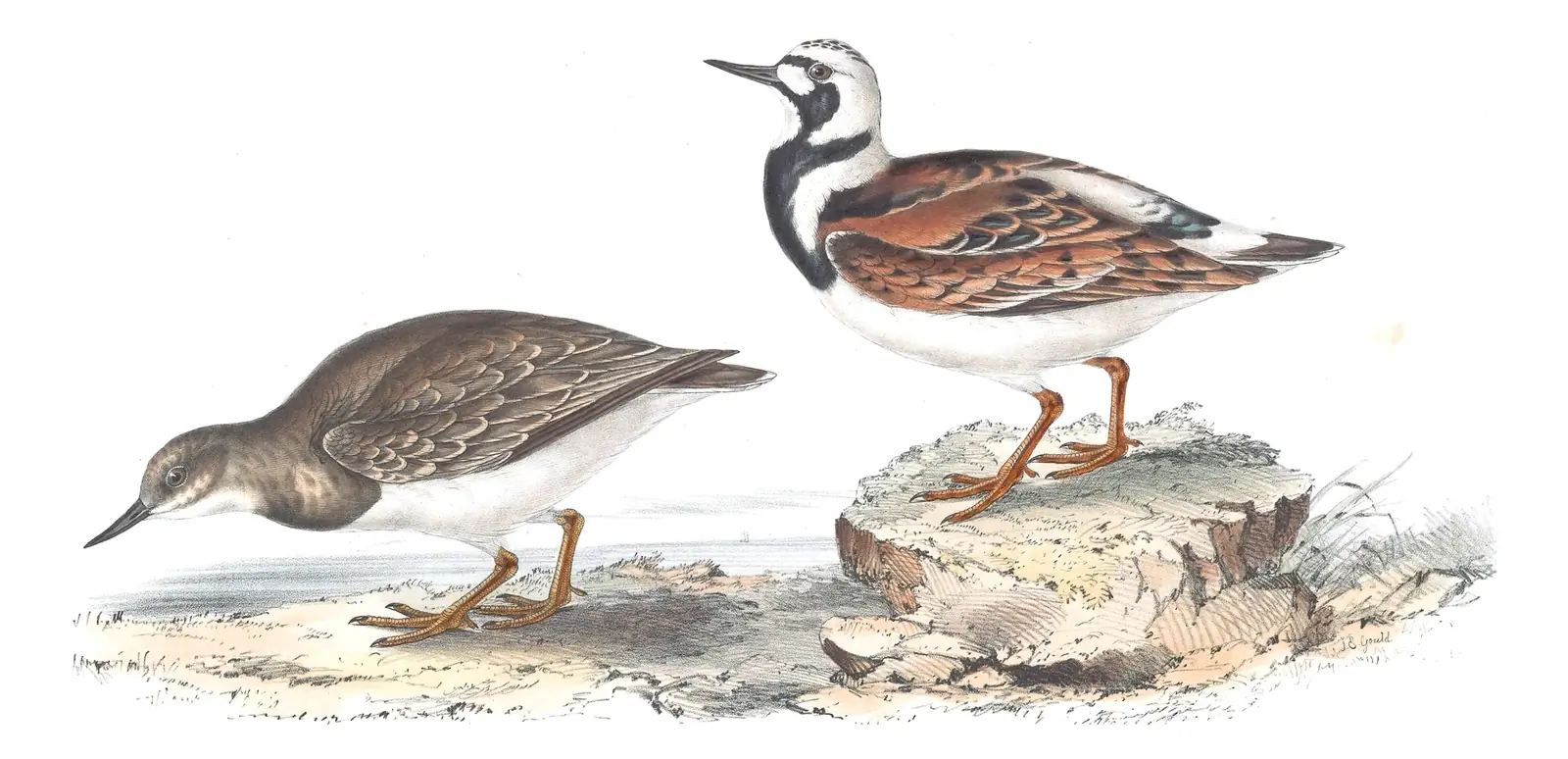 Plate 318 of Gould's The Birds of Europe: Ruddy Turnstone (Arenaria interpres)