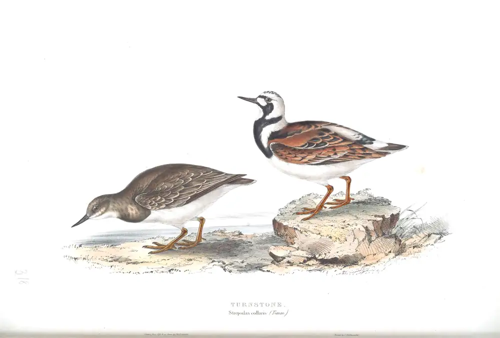 The whole sheet of plate 318, with its engraved caption