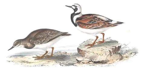 Plate 318 of Gould's The Birds of Europe: Ruddy Turnstone (Arenaria interpres)
