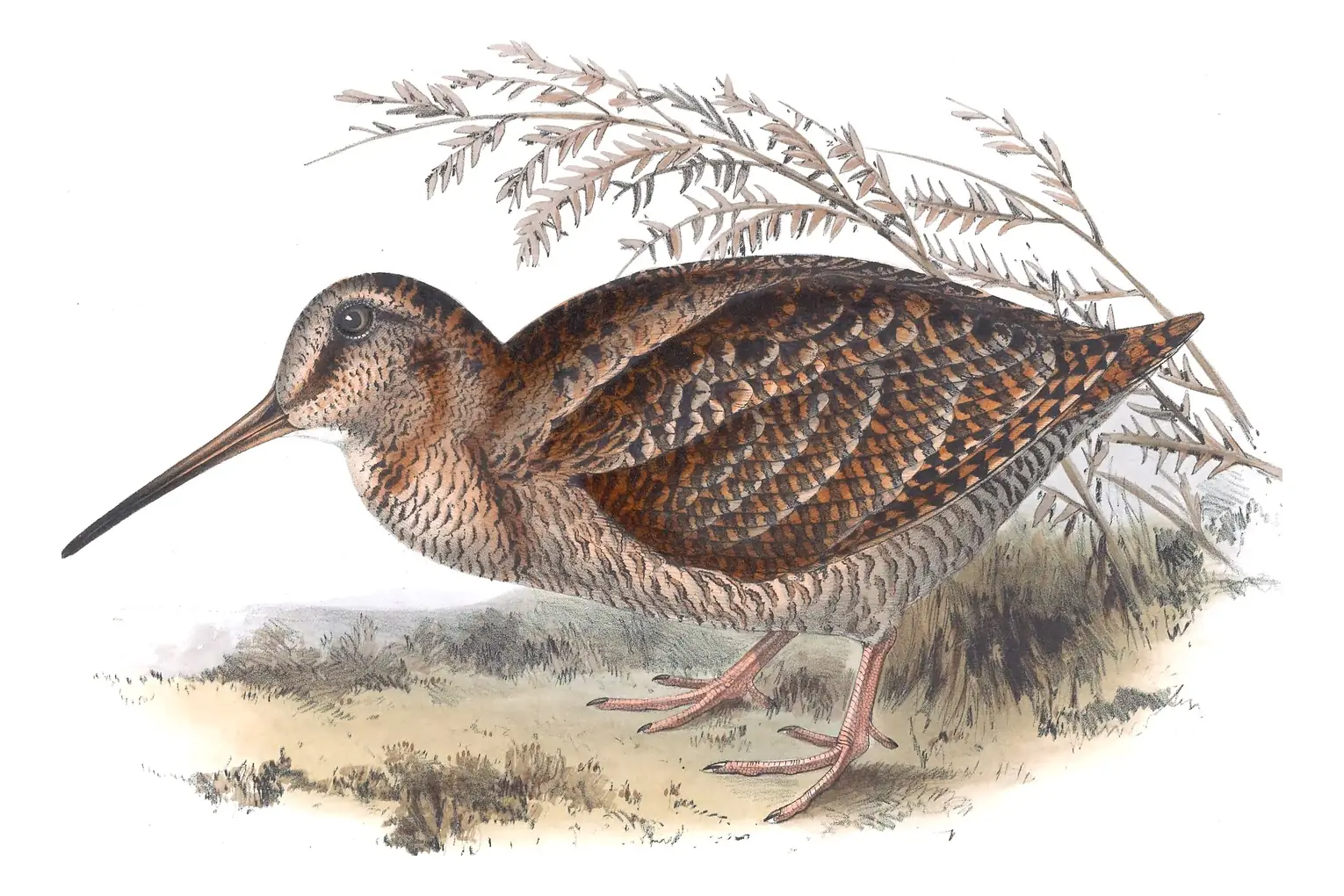 Plate 319 of Gould's The Birds of Europe: Eurasian Woodcock (Scolopax rusticola)