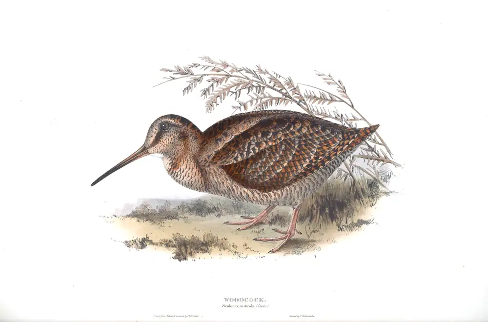 The whole sheet of plate 319, with its engraved caption