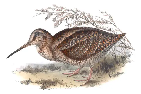 Plate 319 of Gould's The Birds of Europe: Eurasian Woodcock (Scolopax rusticola)