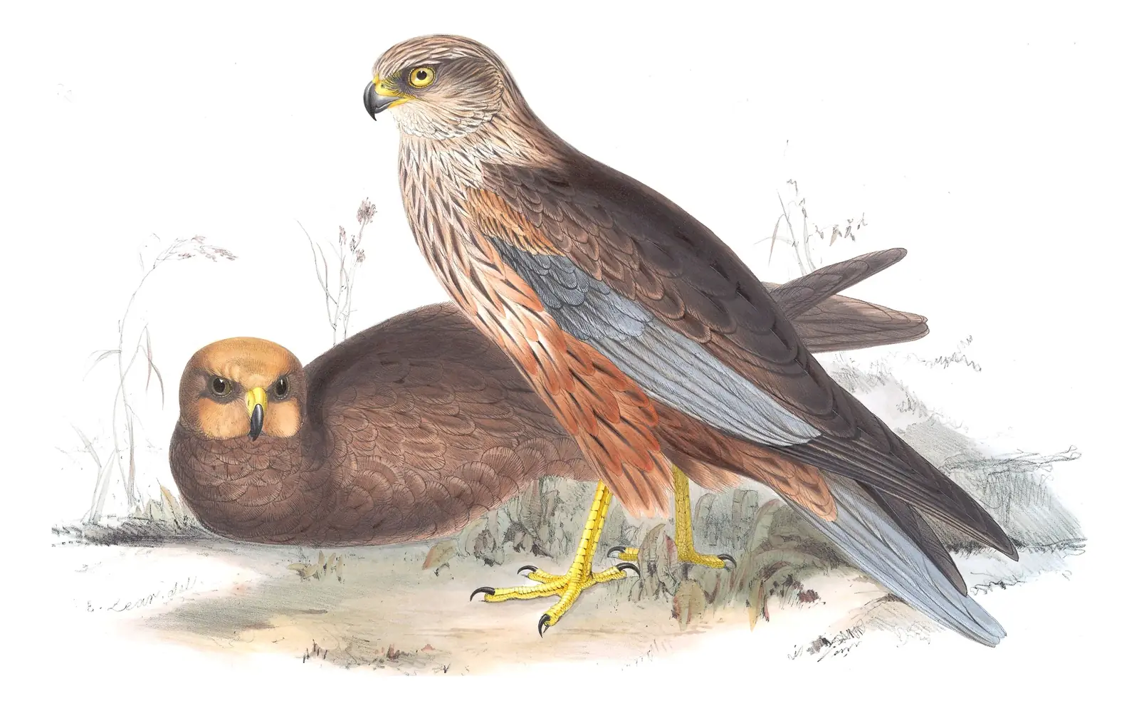 Plate 32 of Gould's The Birds of Europe: Western Marsh Harrier (Circus aeruginosus)