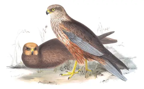 Plate 32 of Gould's The Birds of Europe: Western Marsh Harrier (Circus aeruginosus)
