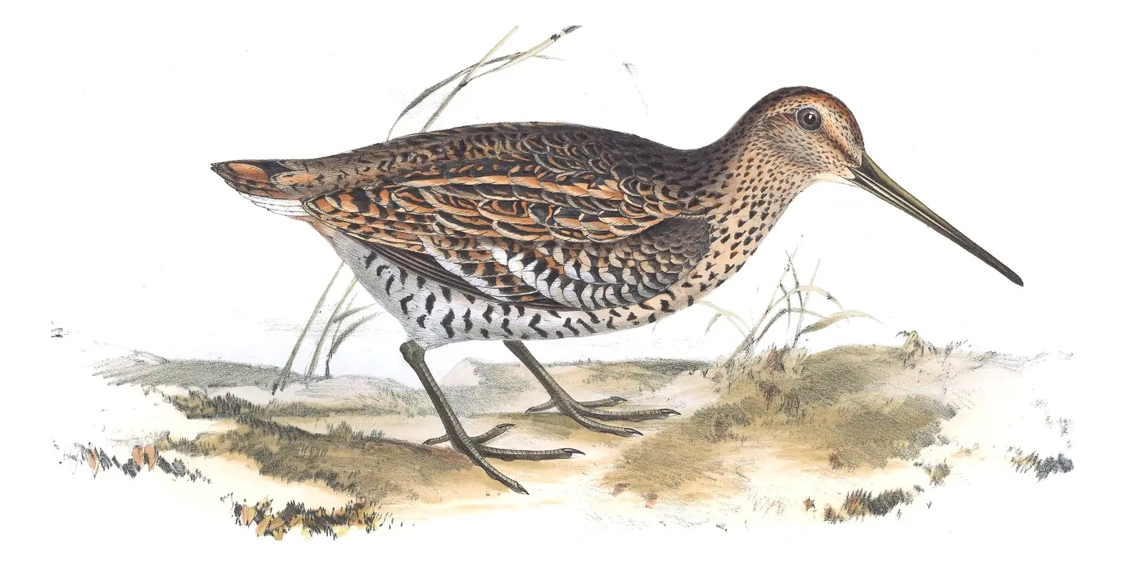 Plate 320 of Gould's The Birds of Europe: Great Snipe (Gallinago media)