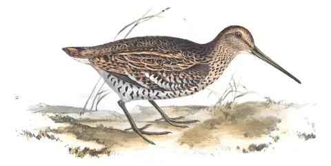 Plate 320 of Gould's The Birds of Europe: Great Snipe (Gallinago media)