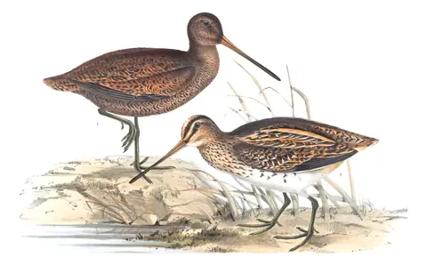 Plate 321 of Gould's The Birds of Europe: Common Snipe (Gallinago gallinago)