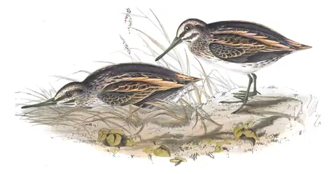 Plate 322 of Gould's The Birds of Europe: Jack Snipe (Lymnocryptes minimus)