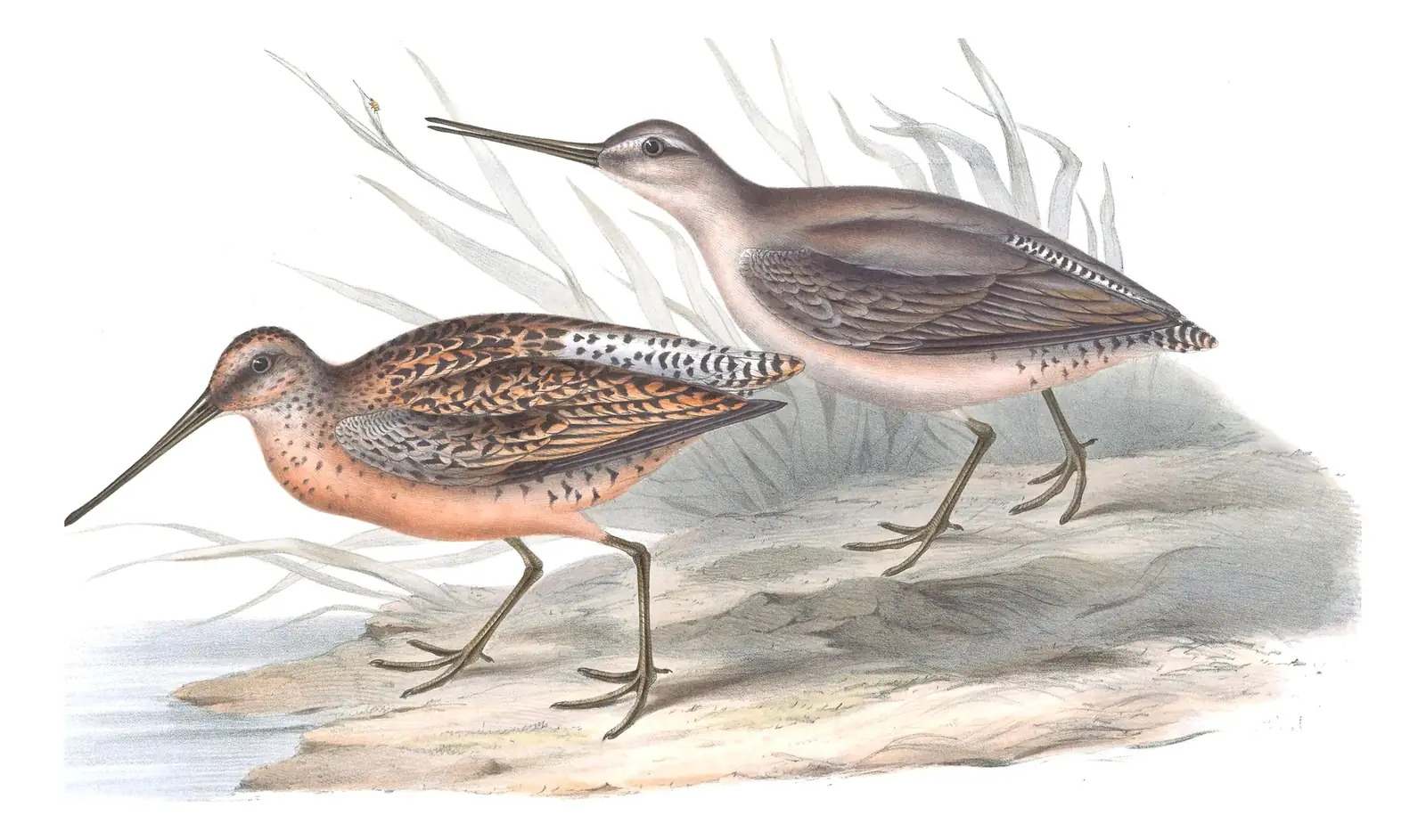 Plate 323 of Gould's The Birds of Europe: Short-billed Dowitcher (Limnodromus griseus)