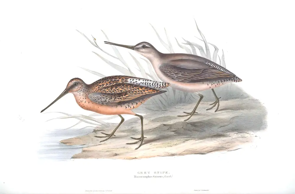 The whole sheet of plate 323, with its engraved caption