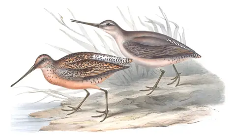Plate 323 of Gould's The Birds of Europe: Short-billed Dowitcher (Limnodromus griseus)