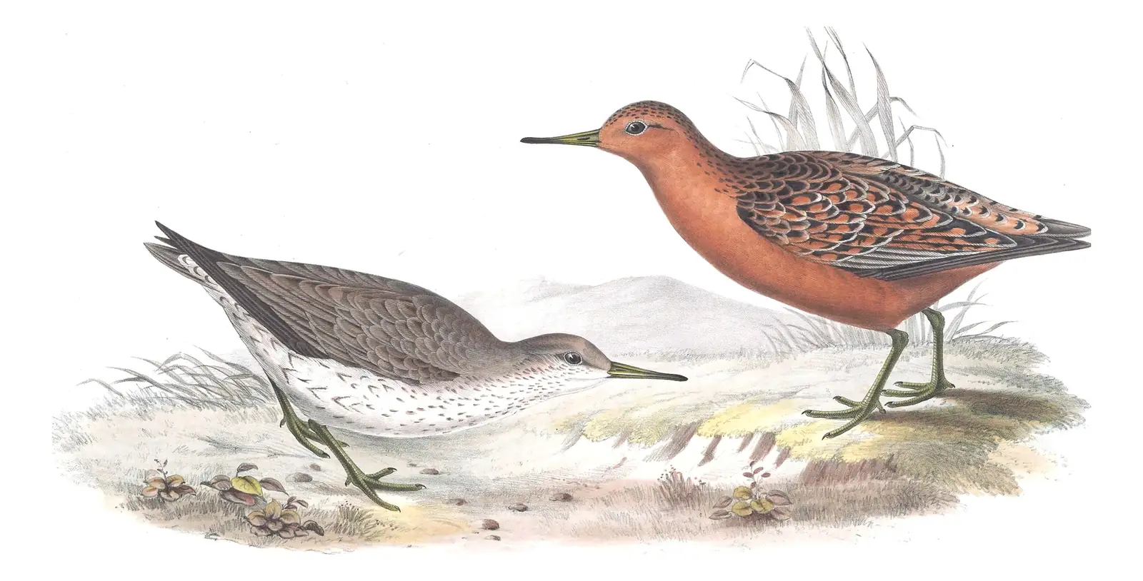 Plate 324 of Gould's The Birds of Europe: Red Knot (Calidris canutus)