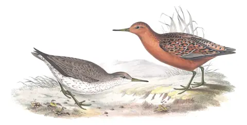 Plate 324 of Gould's The Birds of Europe: Red Knot (Calidris canutus)