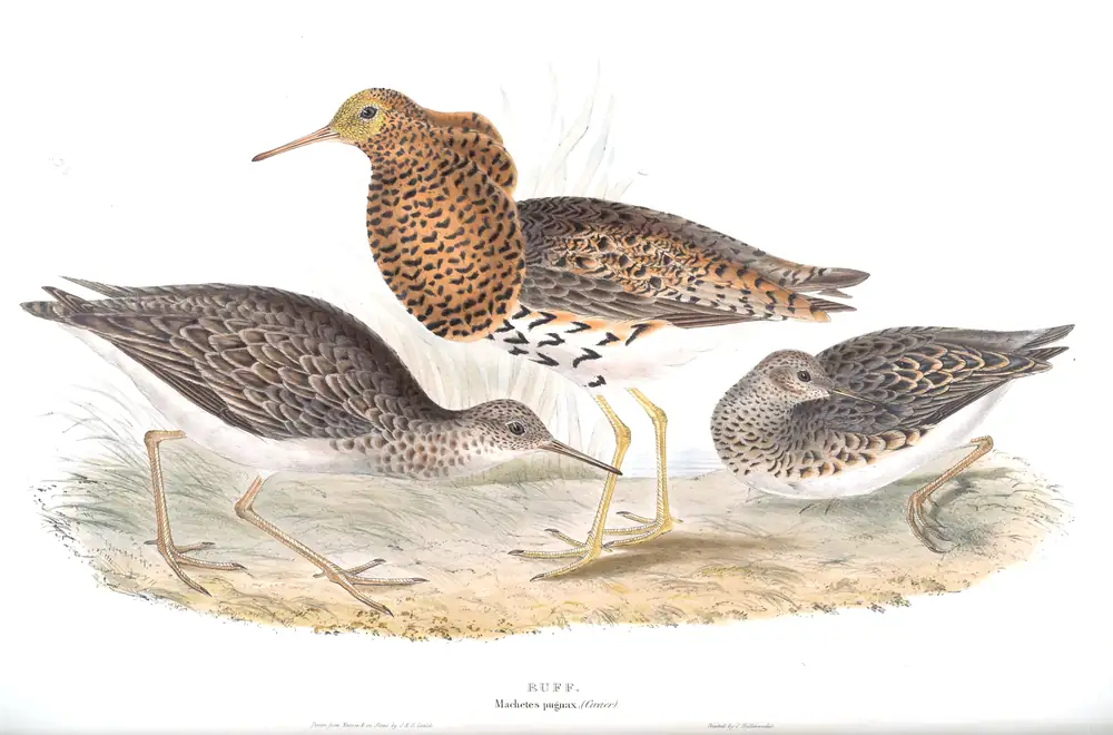 The whole sheet of plate 325, with its engraved caption