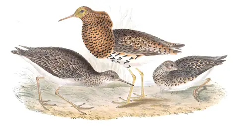 Plate 325 of Gould's The Birds of Europe: Ruff (Calidris pugnax)