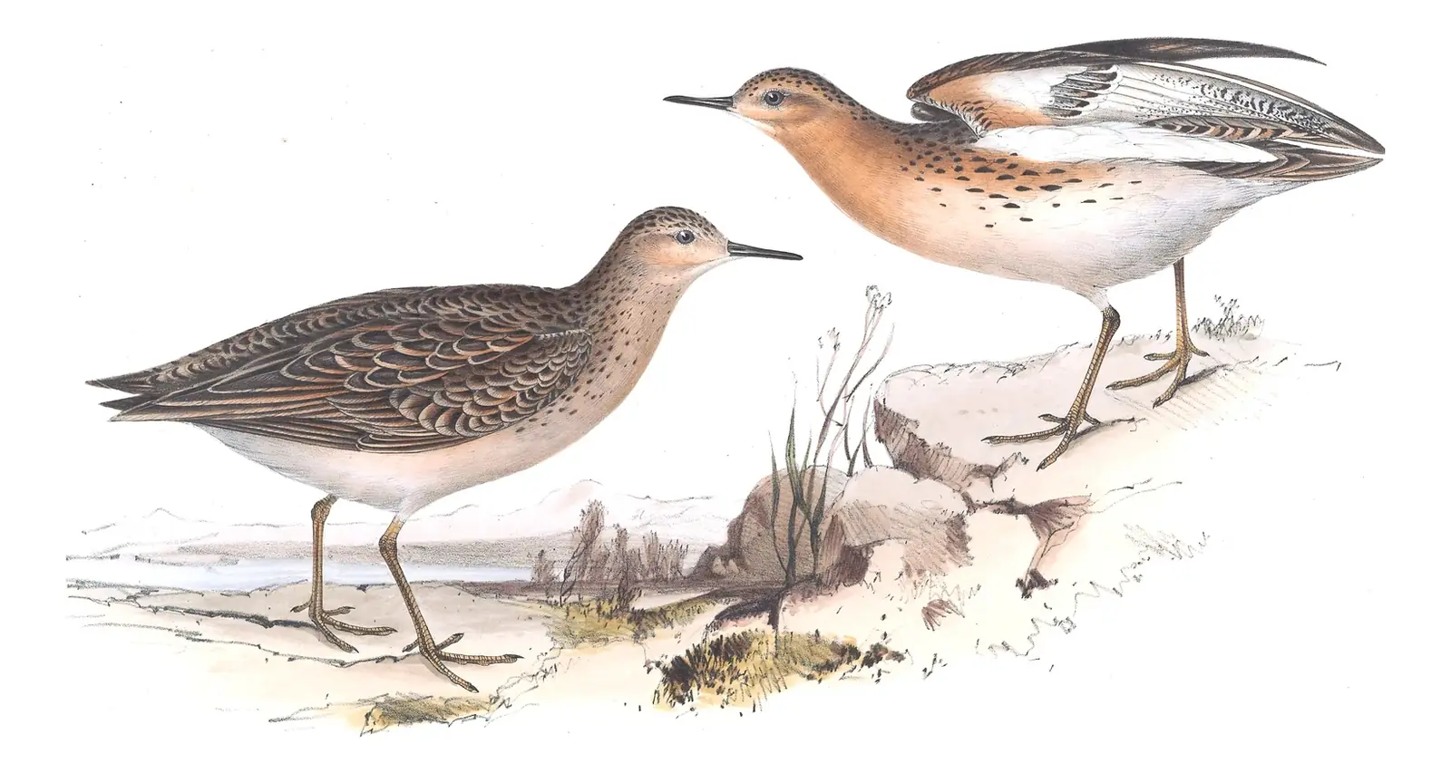 Plate 326 of Gould's The Birds of Europe: Buff-breasted Sandpiper (Calidris subruficollis)