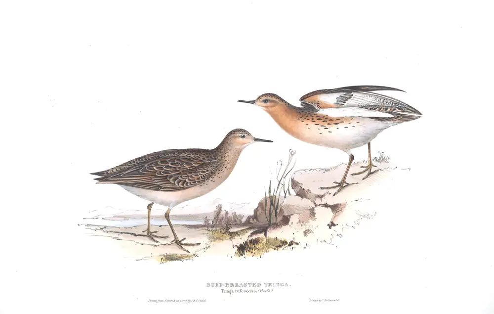 The whole sheet of plate 326, with its engraved caption