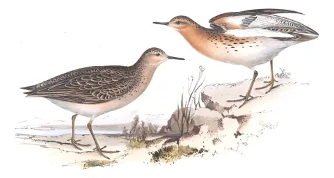 Plate 326 of Gould's The Birds of Europe: Buff-breasted Sandpiper (Calidris subruficollis)