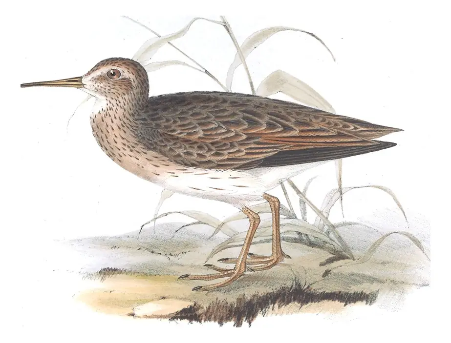 Plate 327 of Gould's The Birds of Europe: Pectoral Sandpiper (Calidris melanotos)