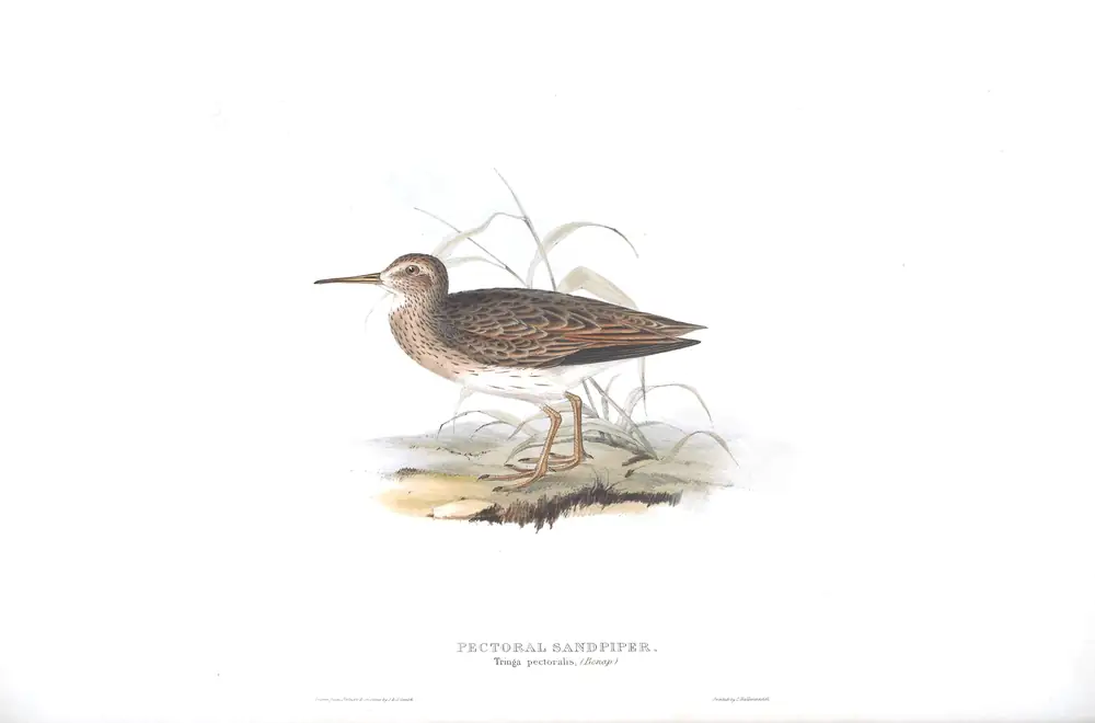 The whole sheet of plate 327, with its engraved caption