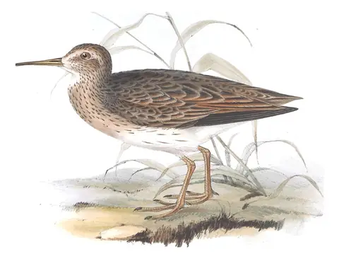 Plate 327 of Gould's The Birds of Europe: Pectoral Sandpiper (Calidris melanotos)