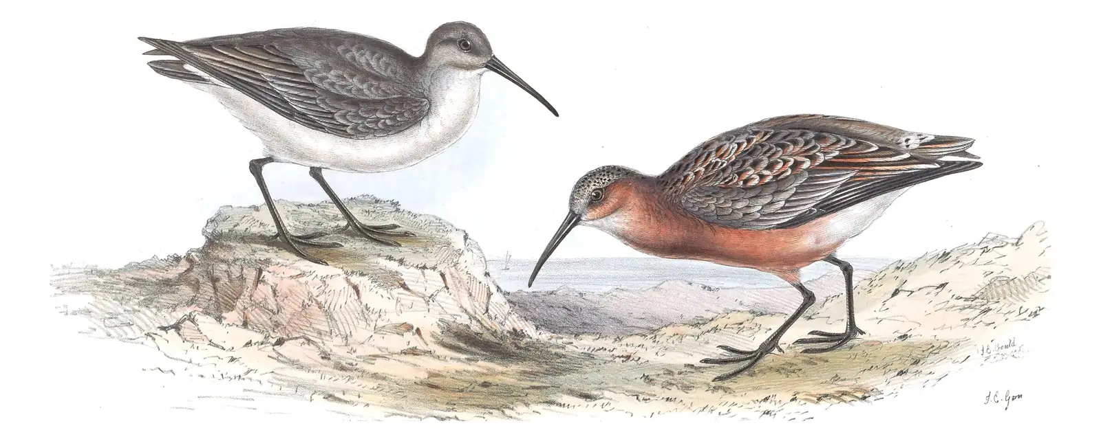 Plate 328 of Gould's The Birds of Europe: Curlew Sandpiper (Calidris ferruginea)