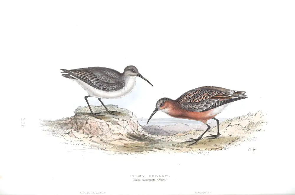The whole sheet of plate 328, with its engraved caption