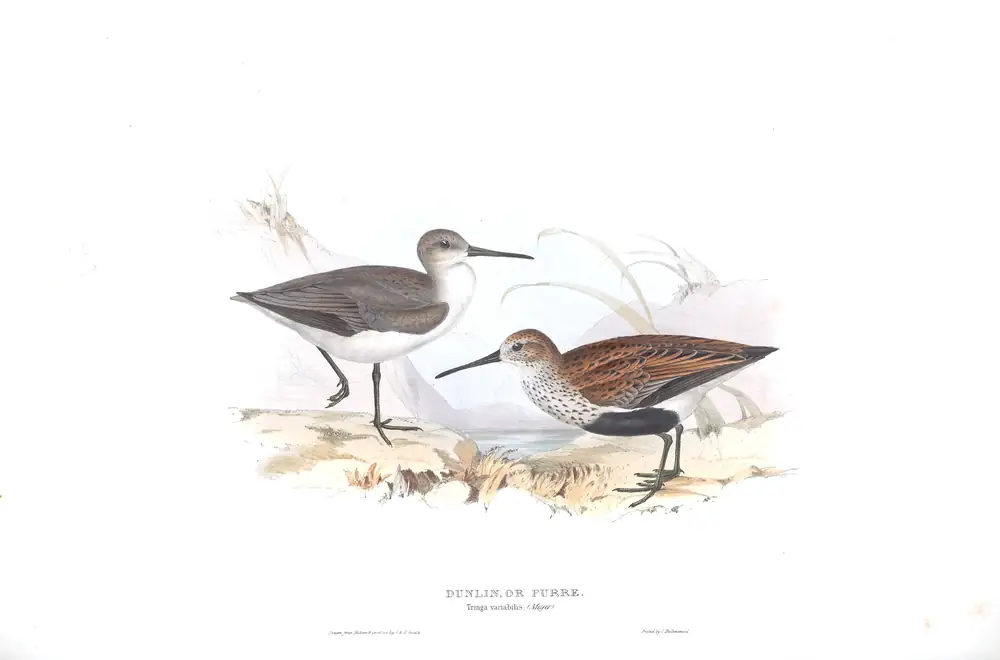 The whole sheet of plate 329, with its engraved caption