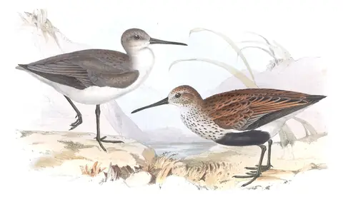 Plate 329 of Gould's The Birds of Europe: Dunlin (Calidris alpina)