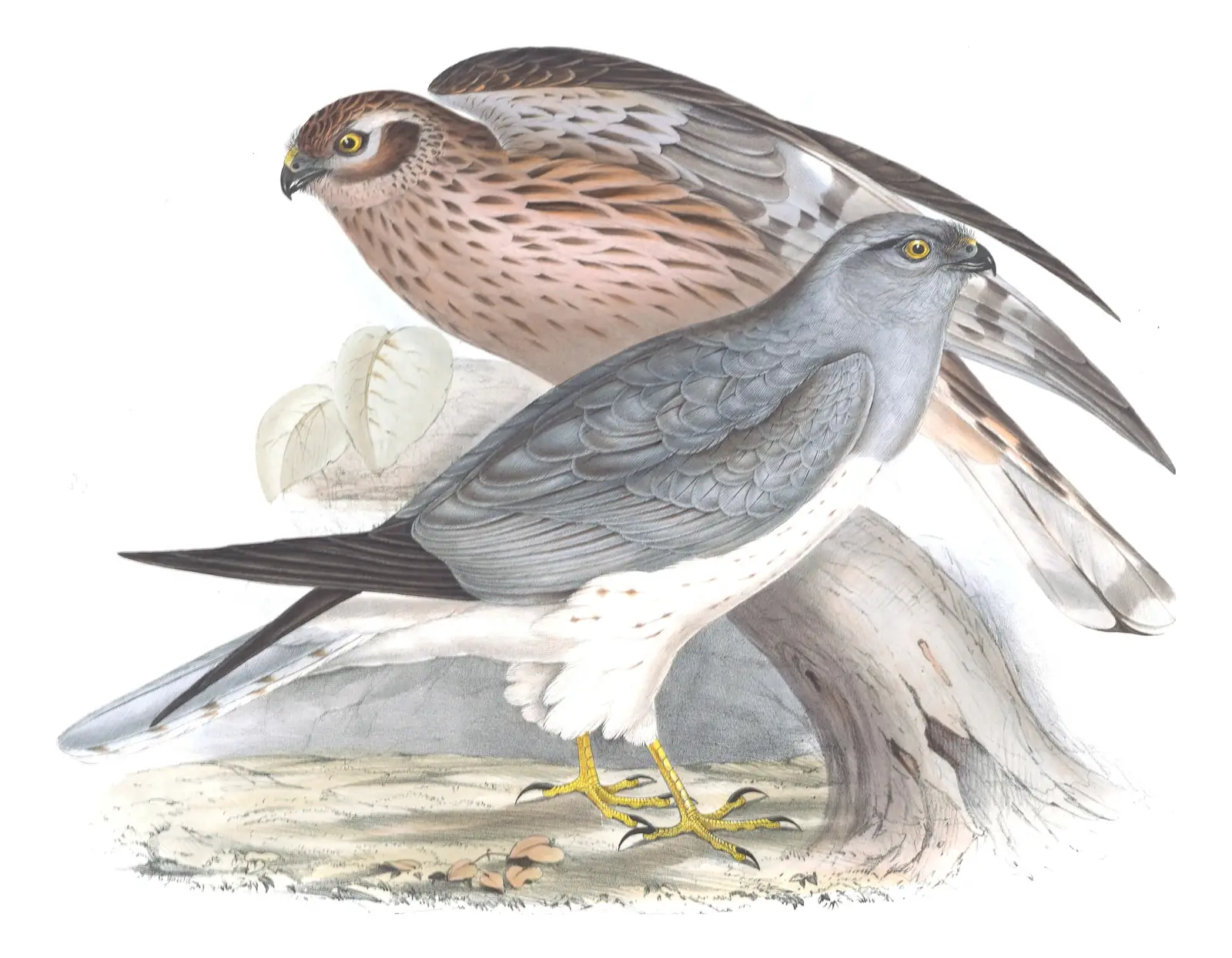 Plate 33 of Gould's The Birds of Europe: Hen Harrier (Circus cyaneus)