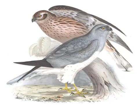 Plate 33 of Gould's The Birds of Europe: Hen Harrier (Circus cyaneus)