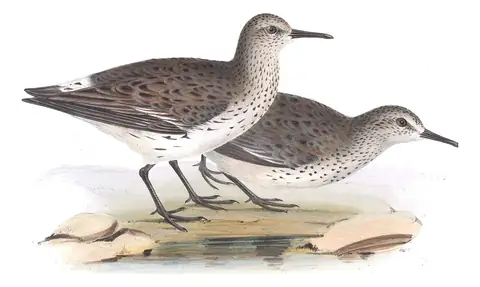 Plate 330 of Gould's The Birds of Europe: White-rumped Sandpiper (Calidris fuscicollis)