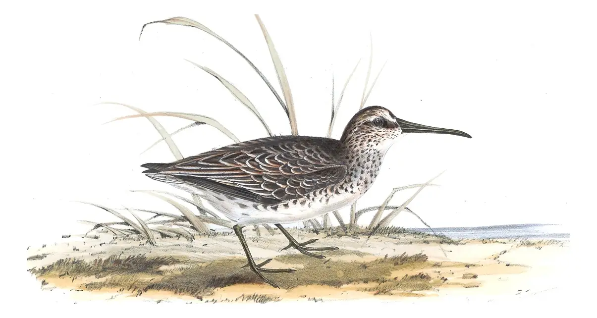 Plate 331 of Gould's The Birds of Europe: Broad-billed Sandpiper (Calidris falcinellus)